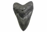 Serrated, Fossil Megalodon Tooth - North Carolina #378055-1